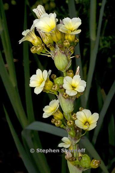 sisyrinchium striatum 1 graphic